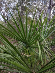Livistona decora