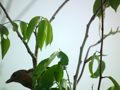 Sakesphorus canadensis