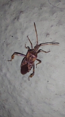Leptoglossus occidentalis
