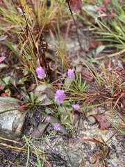 Polygala curtissii