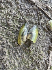 Utterbackia imbecillis