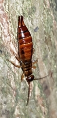 Apterygida albipennis