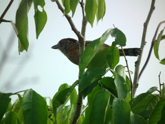 Sakesphorus canadensis