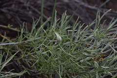 Gnorimoschema octomaculella