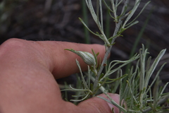 Gnorimoschema octomaculella