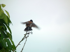 Sakesphorus canadensis