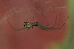 Neriene radiata