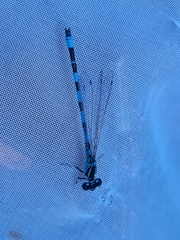 Coenagrion mercuriale