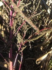 Amaranthus cruentus