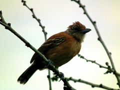 Sakesphorus canadensis