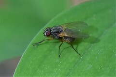 Muscidae
