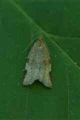 Clepsis virescana