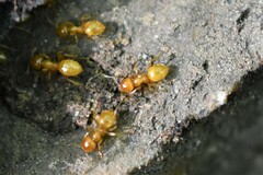 Acanthomyops