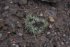 Antennaria dimorpha