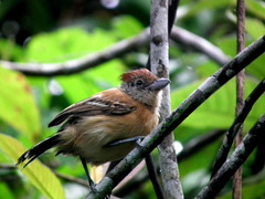 Sakesphorus canadensis