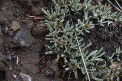 Antennaria dimorpha