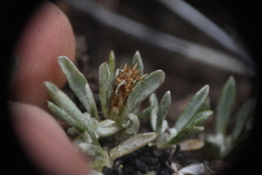 Antennaria dimorpha