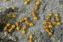 Acanthomyops