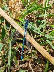 Coenagrion mercuriale