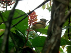 Sakesphorus canadensis