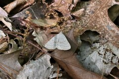 Chytolita morbidalis