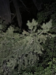 Pseudotsuga macrocarpa