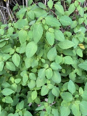 Impatiens pallida