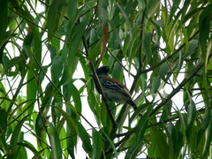 Sakesphorus canadensis