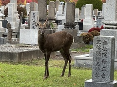 Cervus nippon yesoensis