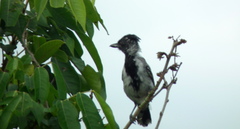 Sakesphorus canadensis