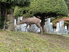 Cervus nippon yesoensis