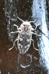 Chrysobothris femorata