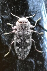 Chrysobothris femorata
