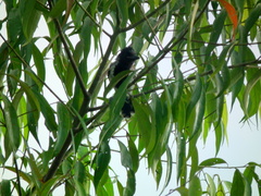 Sakesphorus canadensis