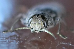 Chrysobothris femorata