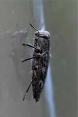 Chrysobothris femorata