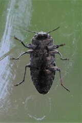 Chrysobothris femorata