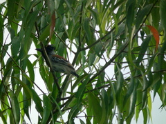 Sakesphorus canadensis