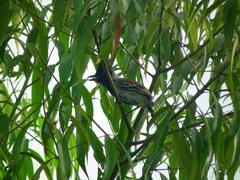 Sakesphorus canadensis