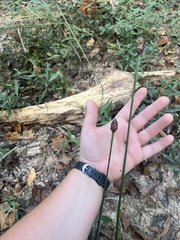 Xyris laxifolia