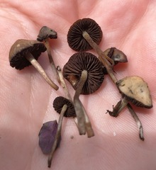 Psilocybe