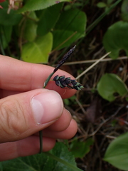 Carex pluriflora