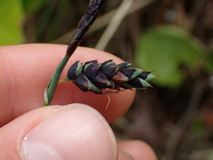 Carex pluriflora