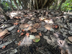 Cantharellus coccolobae