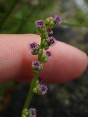 Triglochin maritima