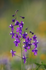 Delphinium patens