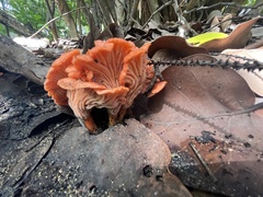 Cantharellus coccolobae