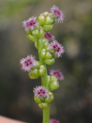Triglochin maritima
