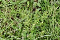 Tagetes filifolia