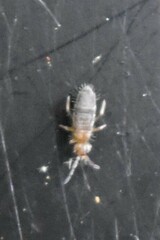 Entomobrya unostrigata